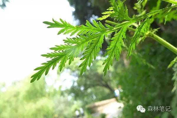 清华地理笔记,黄花蒿与野艾蒿