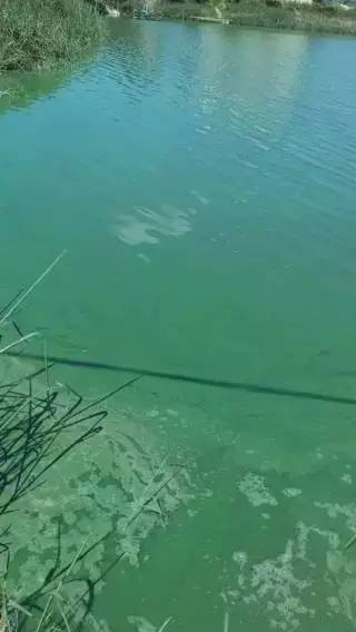 虾肠炎最佳治疗时间,虾肠炎是什么原因引起的