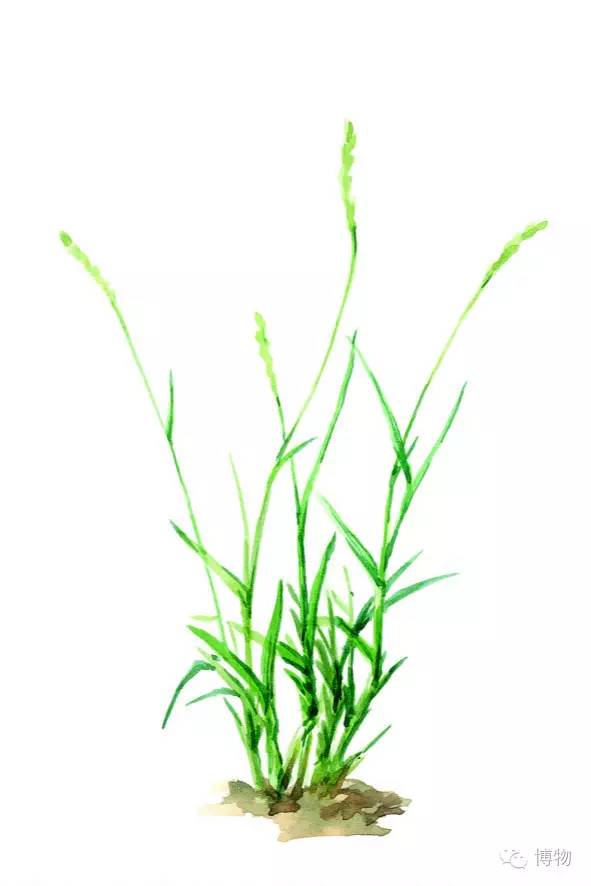 足球场的草坪类型,足球场的草坪为什么这么丝滑