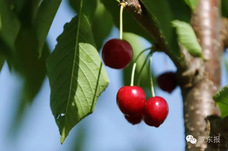 惊呆樱桃红了，美女盛情邀请，你是约呢，约呢，还是约呢！