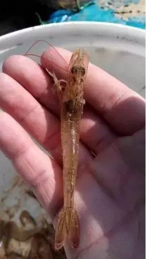 虾肠炎最佳治疗时间,虾肠炎是什么原因引起的