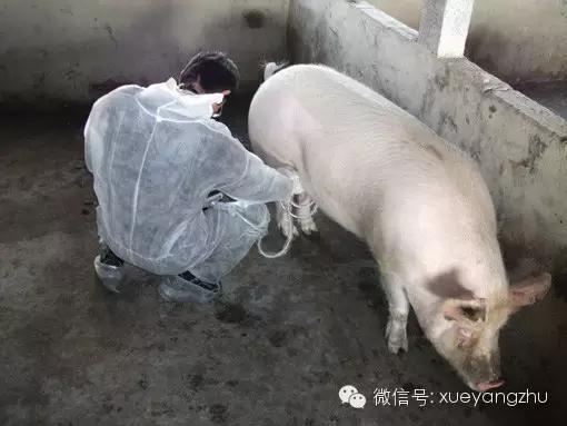 怀孕母猪的饲养管理教程,怀孕母猪饲养管理关注事项