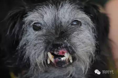 全世界最丑的十只狗,世界上最丑的十只狗