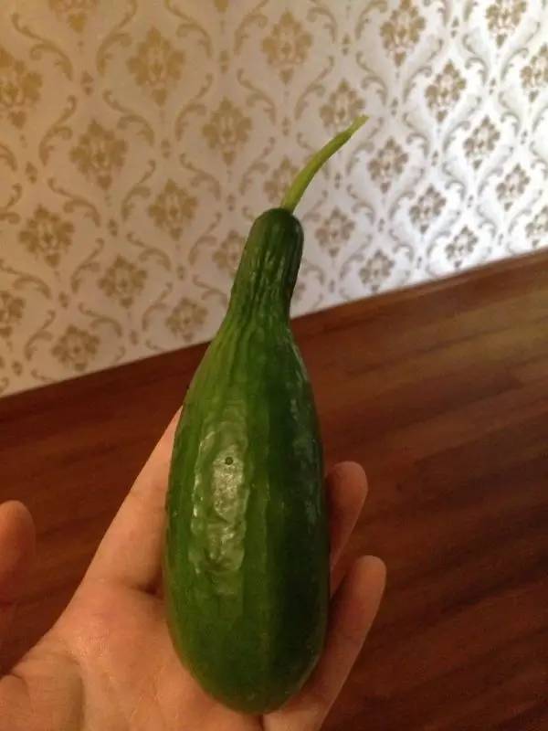 种菜为什么菜都长不大,自己种菜黄瓜四季种