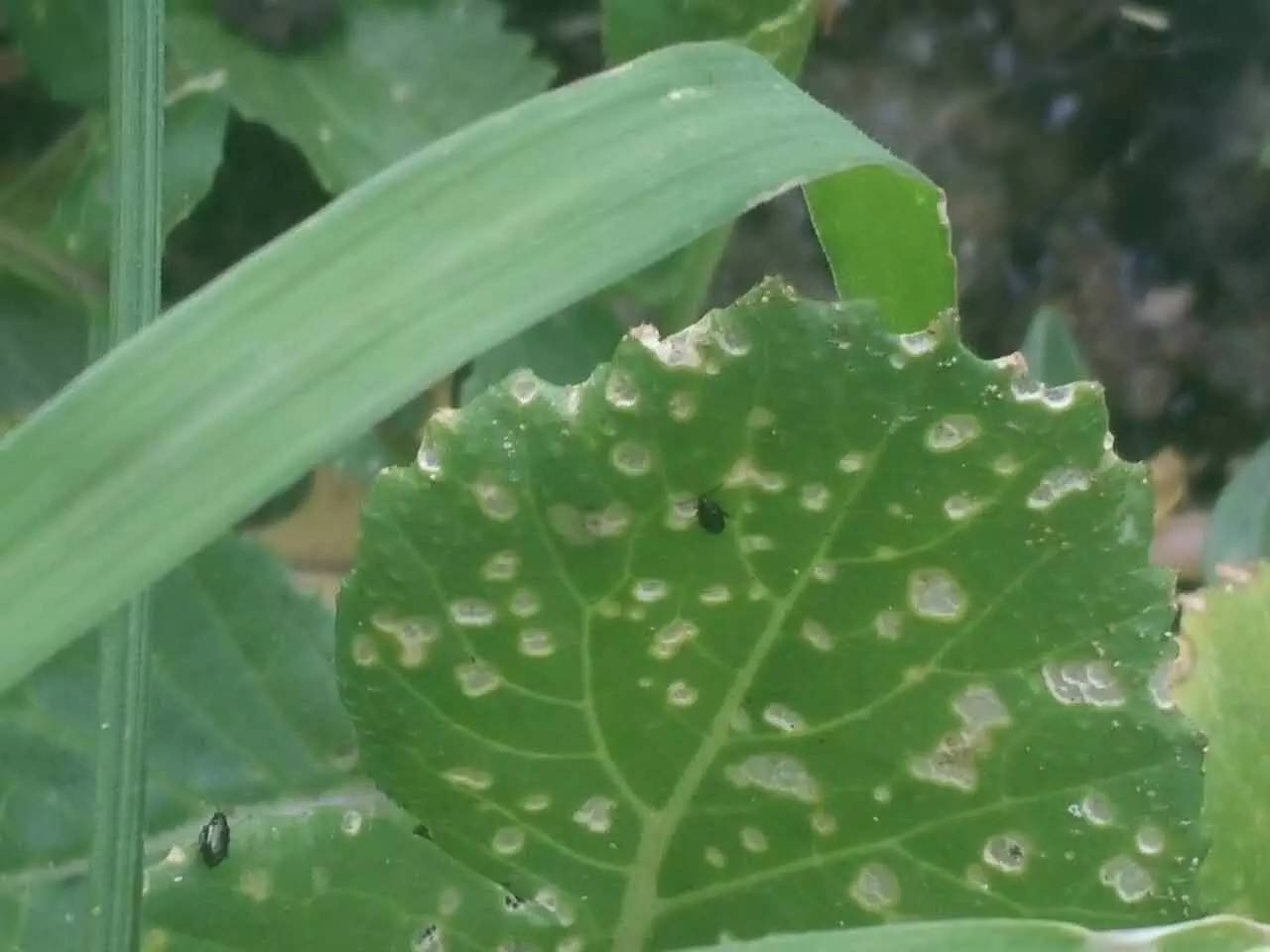 种菜为什么菜都长不大,自己种菜黄瓜四季种