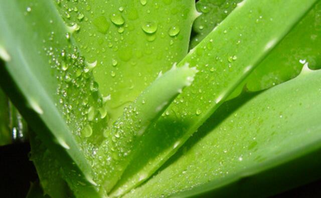 库拉索芦荟养殖方法,芦荟的养殖方法和关注事项