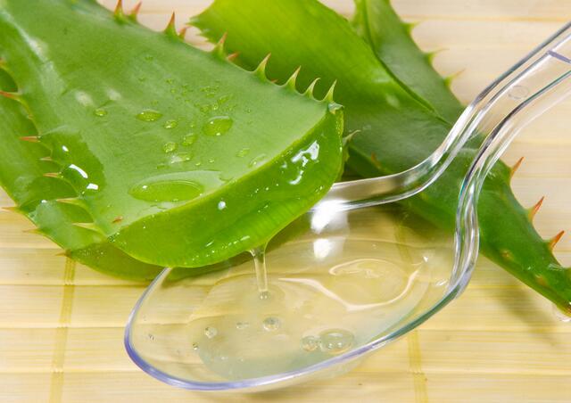 库拉索芦荟养殖方法,芦荟的养殖方法和关注事项