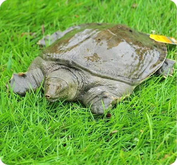 神宗富排三，甲鱼能治癌