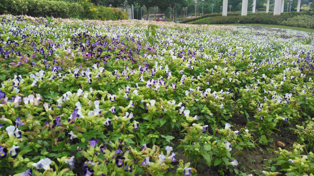 斐讯全系列产品,斐讯小手机