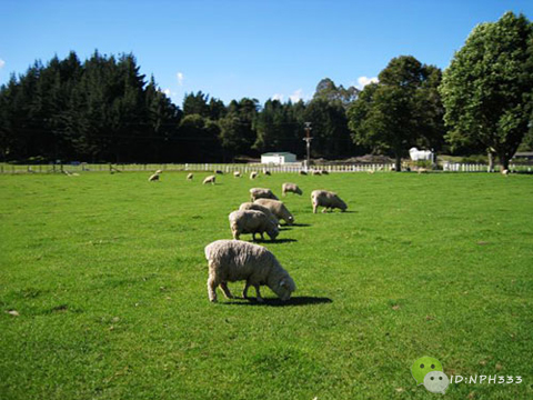 孕妇保健品该如何选择,市场上保健品品种