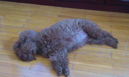 狗狗怀孕后会有什么表现,狗狗怀孕50多天食欲不振怎么回事