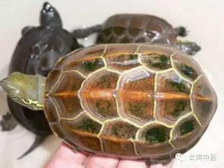 乌龟壳又软又翘怎么治疗,乌龟壳能自己修复吗