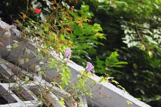 珠海最值得一去的特色街，我只去过5个，你呢？