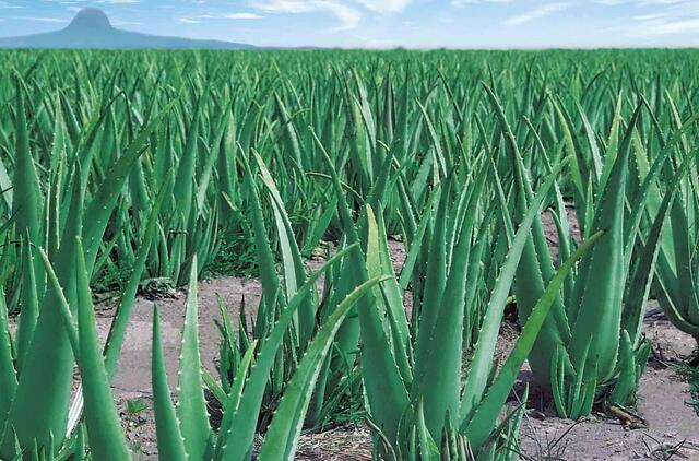 库拉索芦荟养殖方法,芦荟的养殖方法和关注事项