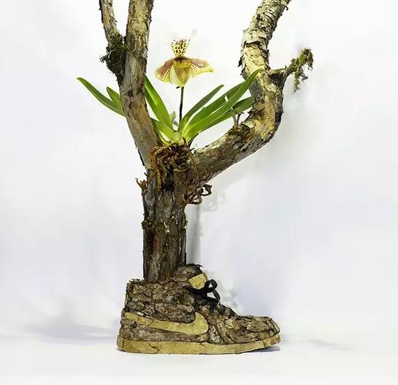 球鞋里面的圈子,鞋里面的世界