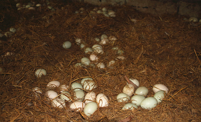 鸭子掉蛋原因,鸭子产多少蛋