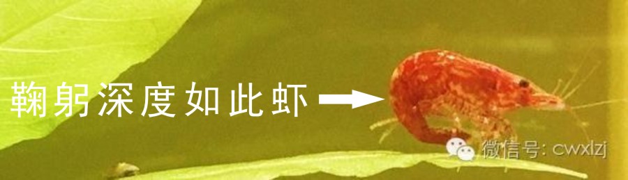 狗狗肚子病理性咕咕叫怎么预防,狗狗肚子鼓鼓的是什么原因