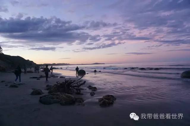 新西兰摩拉基大圆石的形成原因,新西兰圆石图片