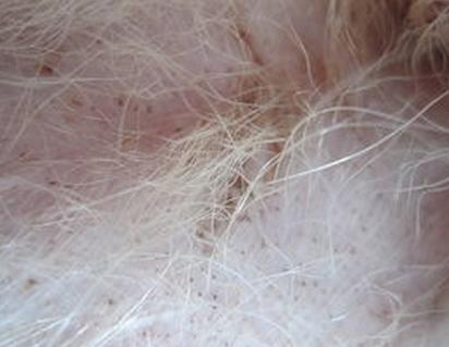 狗狗皮下有小黑点是蜱虫吗,狗狗会不会长了小黑点