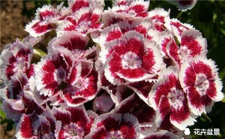 石竹花寓意代表富贵吗,石竹花卉有哪些特点呢