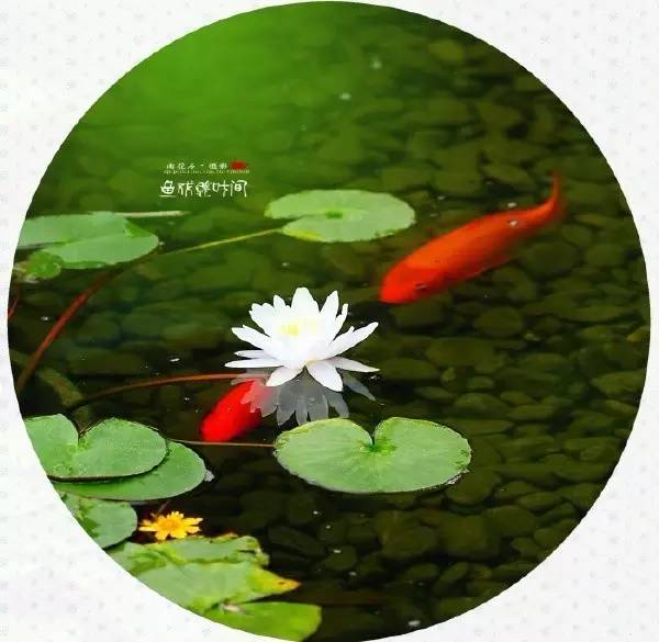 古诗中的鱼诗句,古诗鱼儿