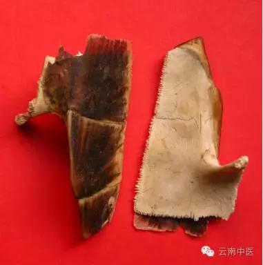 乌龟壳又软又翘怎么治疗,乌龟壳能自己修复吗