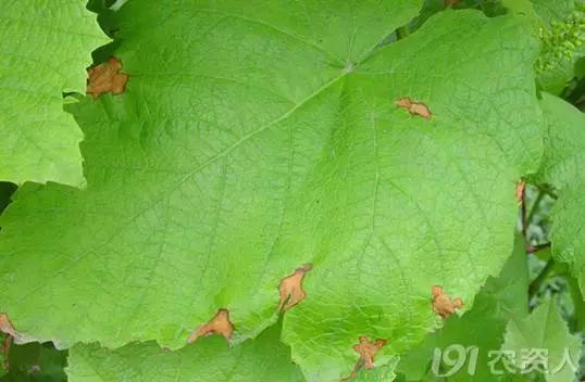 葡萄白腐病是什么原因,葡萄白腐病的秘方