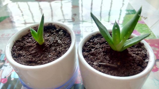 库拉索芦荟养殖方法,芦荟的养殖方法和关注事项