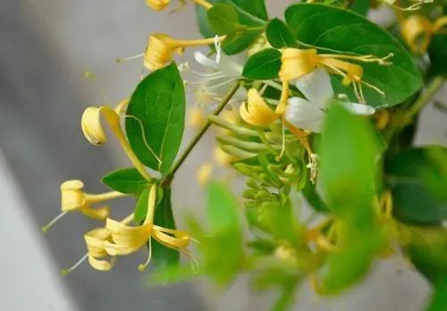 炎炎夏日应该喝什么养生茶,夏季喝什么养生保健茶