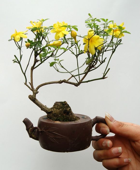 制作微型盆景的方法,新手第一次做微型盆景选什么品种