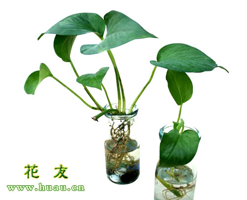 绿萝花语传说,绿萝花语文案