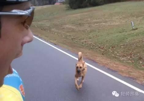 狗肉节引发风波全集,狗肉节引发的风波完整版广东卫视