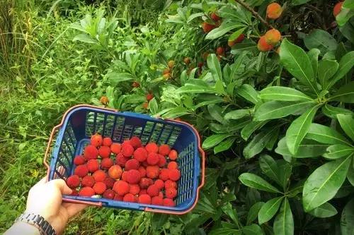 杨梅里面有虫可以长时间吃吗,担心杨梅生虫不敢吃怎么样浸泡