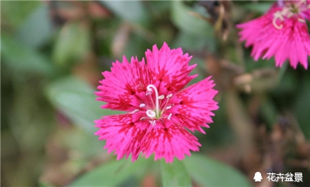 石竹花寓意代表富贵吗,石竹花卉有哪些特点呢