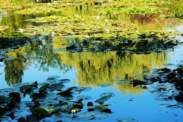 小镇艺术|印象派系的吉维尼，莫奈的“睡莲”花园