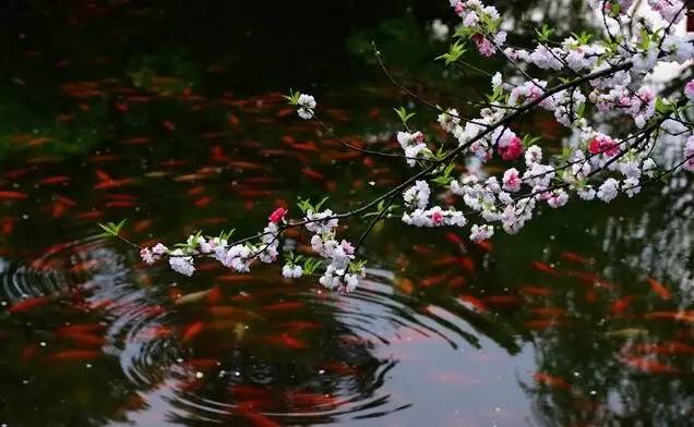 古诗中的鱼诗句,古诗鱼儿