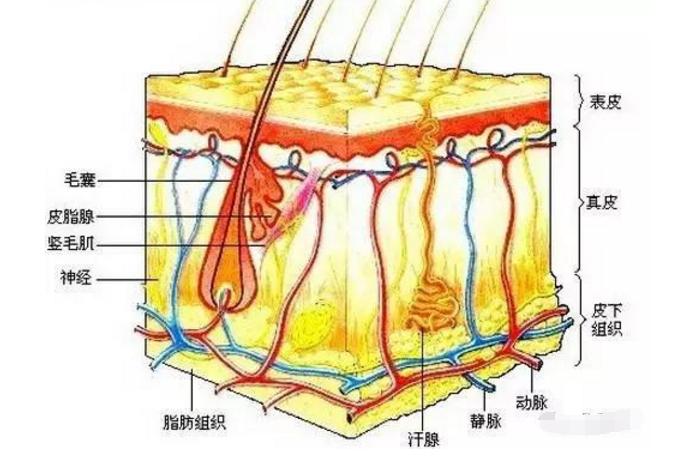 皮肤痘能根治吗,痘疮怎么治好得快