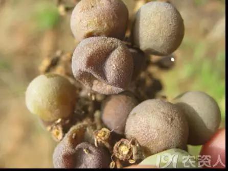 葡萄白腐病是什么原因,葡萄白腐病的秘方