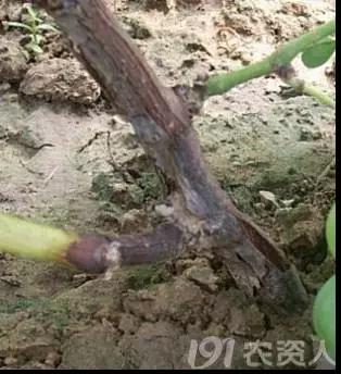 葡萄白腐病是什么原因,葡萄白腐病的秘方