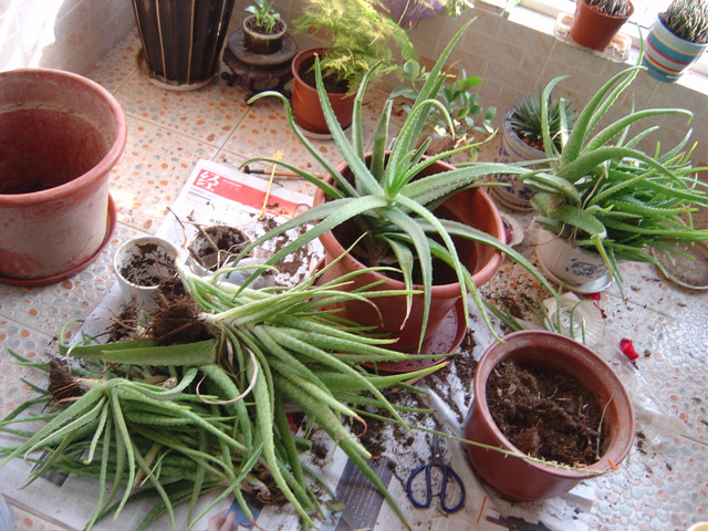 库拉索芦荟养殖方法,芦荟的养殖方法和关注事项