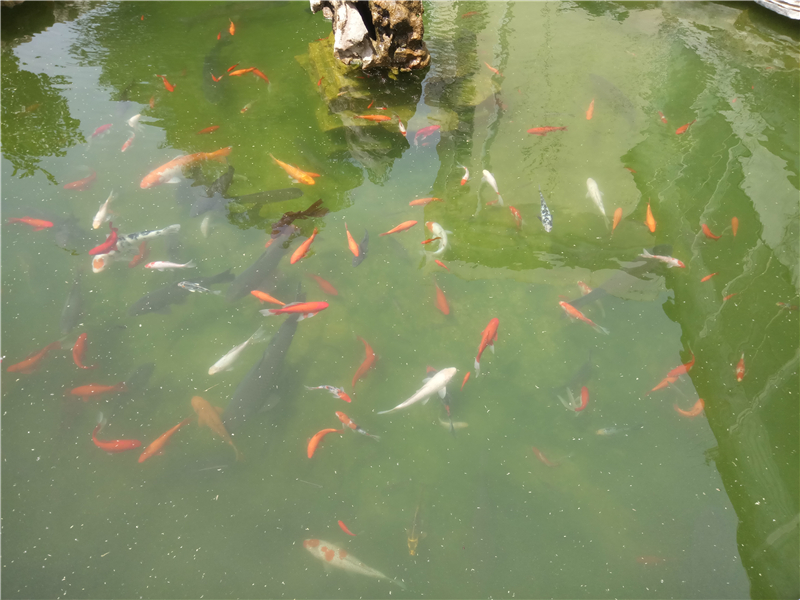 <html>
<head><title>502BadGateway</title></head>
<body>
<center><h1>502BadGateway</h1></center>
<hr><center>nginx</center>
</body>
</html>
<!--apaddingtodisableMSIEandChromefriendlyerrorpage-->
<!--apaddingtodisableMSIEandChromefriendlyerrorpage-->
<!--apaddingtodisableMSIEandChromefriendlyerrorpage-->
<!--apaddingtodisableMSIEandChromefriendlyerrorpage-->
<!--apaddingtodisableMSIEandChromefriendlyerrorpage-->
<!--apaddingtodisableMSIEandChromefriendlyerrorpage-->
