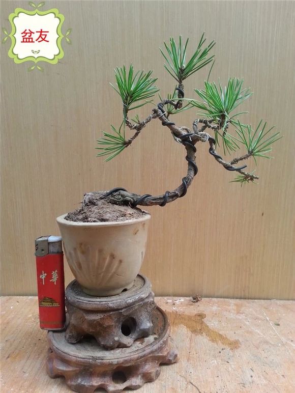 制作微型盆景的方法,新手第一次做微型盆景选什么品种