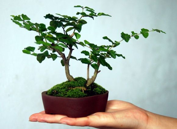 制作微型盆景的方法,新手第一次做微型盆景选什么品种