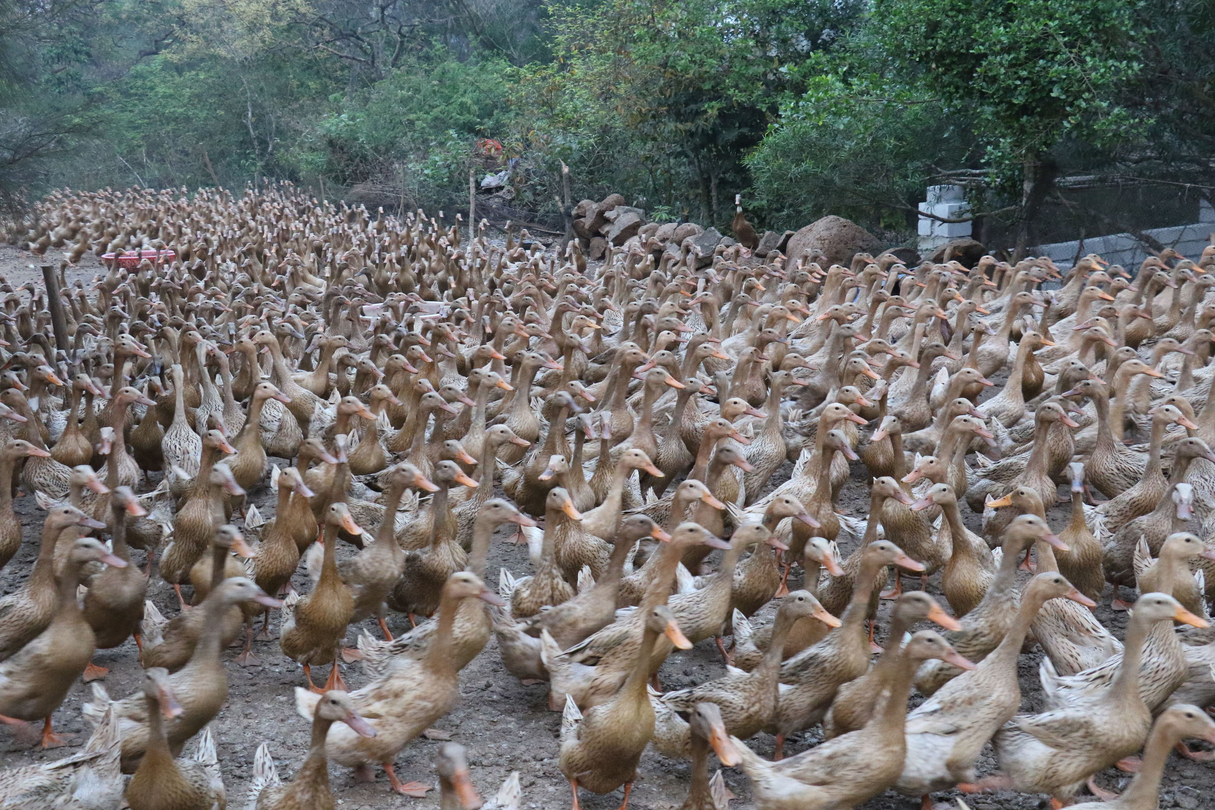 鸭子掉蛋原因,鸭子产多少蛋