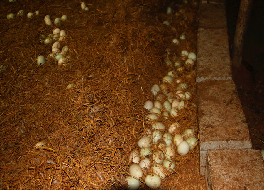 鸭子掉蛋原因,鸭子产多少蛋