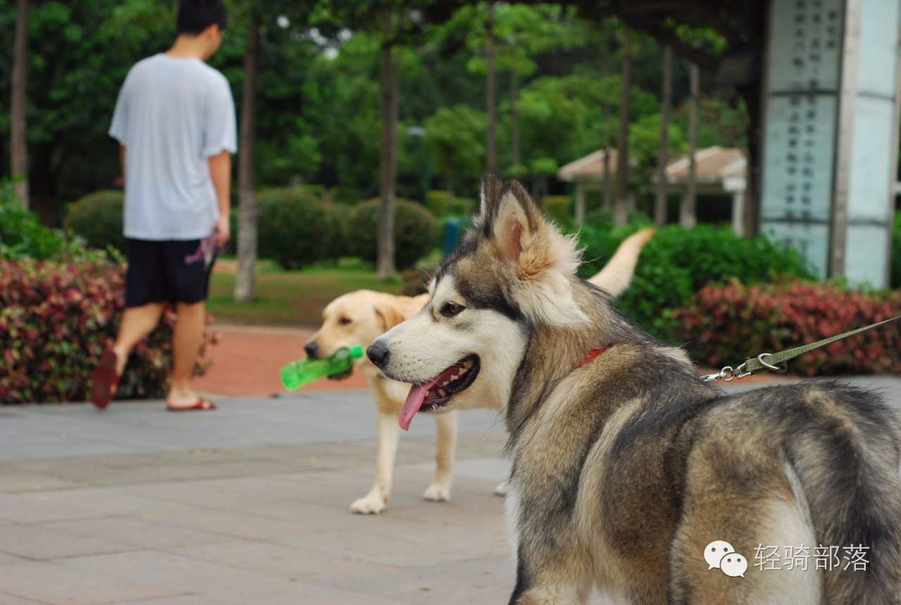 狗肉节引发风波全集,狗肉节引发的风波完整版广东卫视