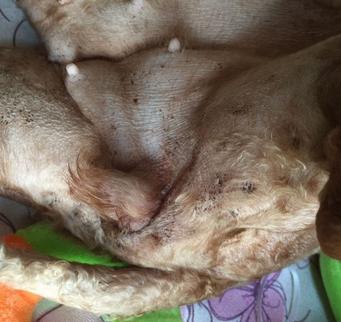 狗狗皮下有小黑点是蜱虫吗,狗狗会不会长了小黑点