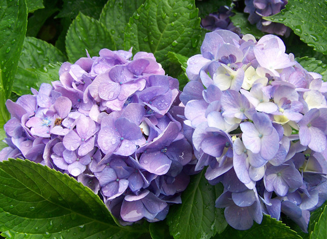 这13种开紫色花的花卉你认识几种,常见的紫色的花卉大全及图片