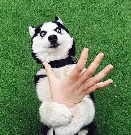 哈士奇的颜值超级高，要想保持光亮毛发，铲屎官们需要这样做！