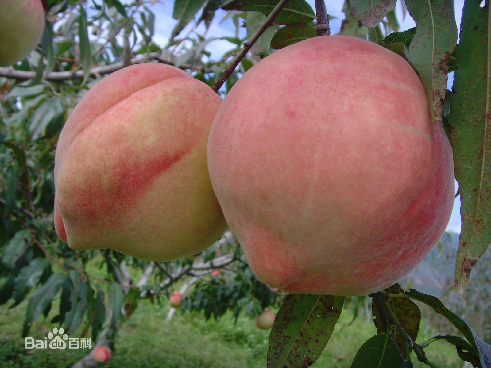 丽江雪桃哪里产的最好吃,丽江雪桃每天吃多少合适